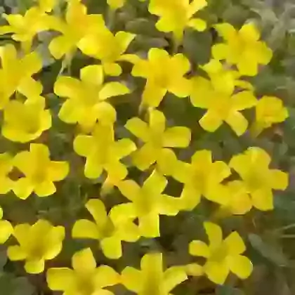 Purpurea Ken Aslet